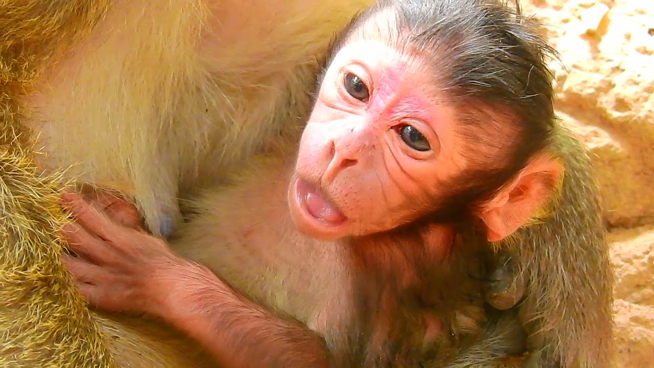 Mother Monkey Tara Gently Guides Her Baby During Feeding Time
