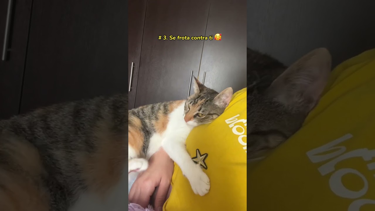 8 se&ntilde;ales de que tu Gato est&aacute; feliz