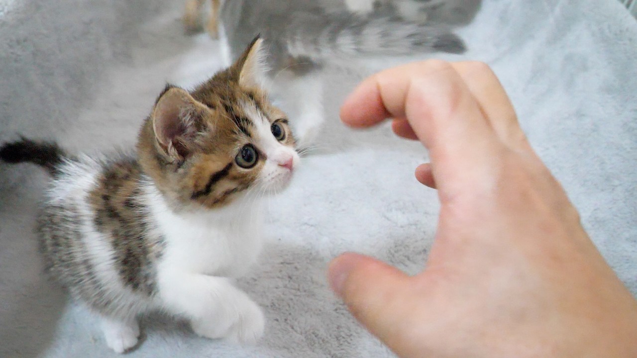Cute kittens challenging their owner's hand with their tiny paws...