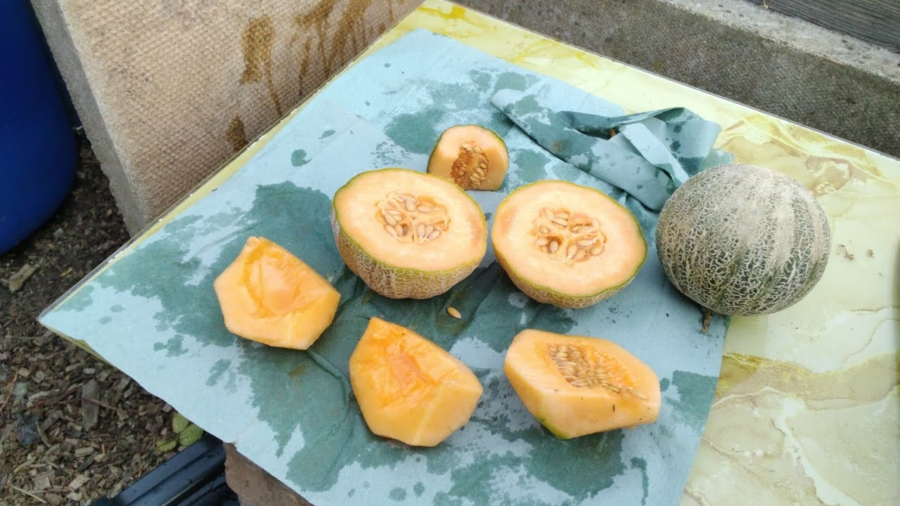 #VSSPGA26 Small Potato Grow Along🍈Minnesota Midget Melons🥔Sharpes Express & Performer Potato Reveals