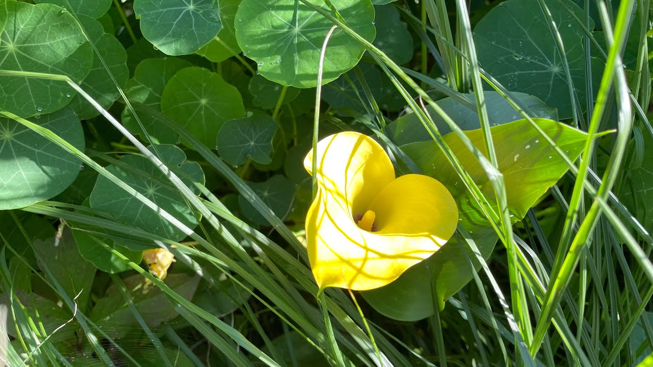 10.08💛Kalia💛🌼CANTEDESKIA💛w ogrodzie🌞🌞🌻🌼🌞tamaryszek🌸💜ketmia syryjska💜🌸