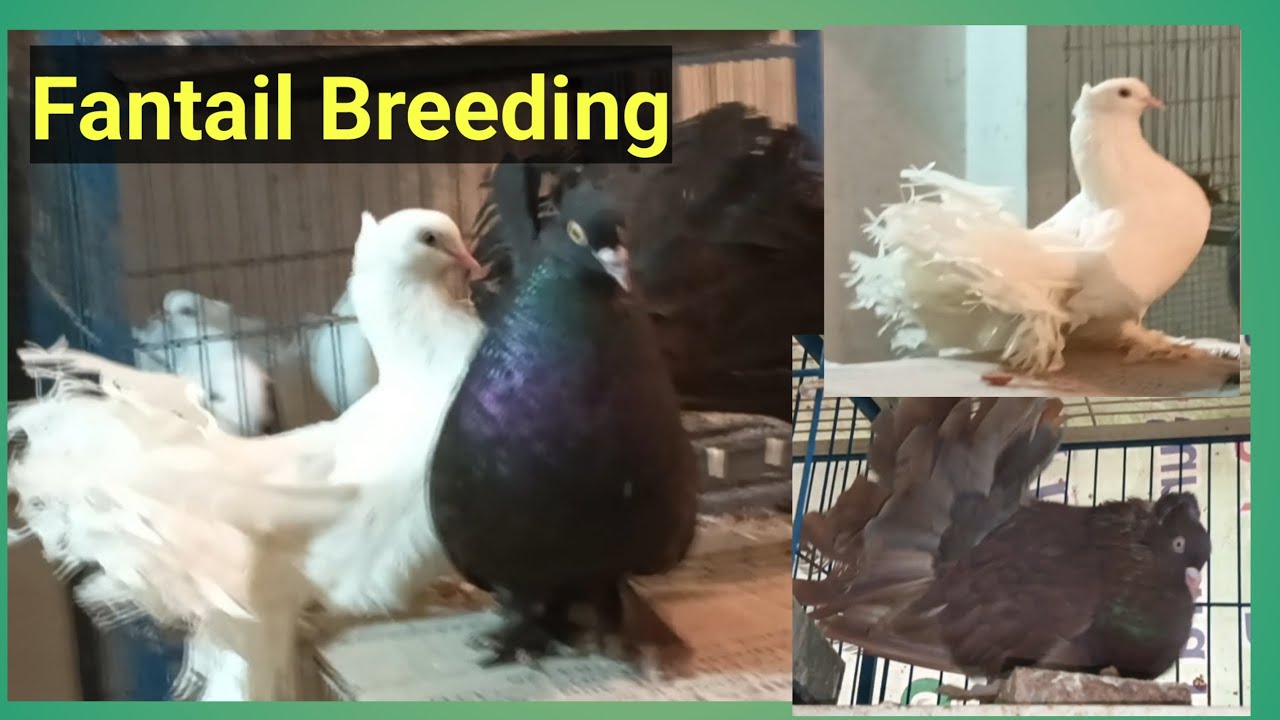 Fantail Pigeon Breeding Tips | Fantail Pigeon Keeping Tips | Fantail Pigeon Growing Tips