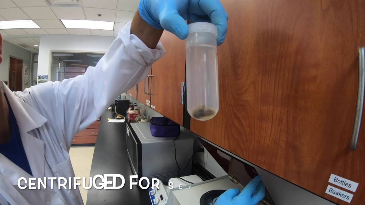 Root Knot Nematode Juvenile Extraction from Galled Tomato Root