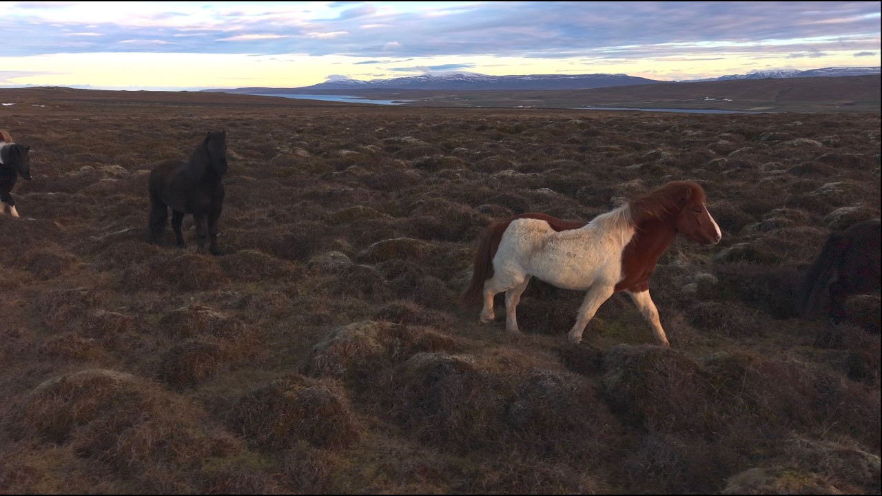 Wild horses of Iceland