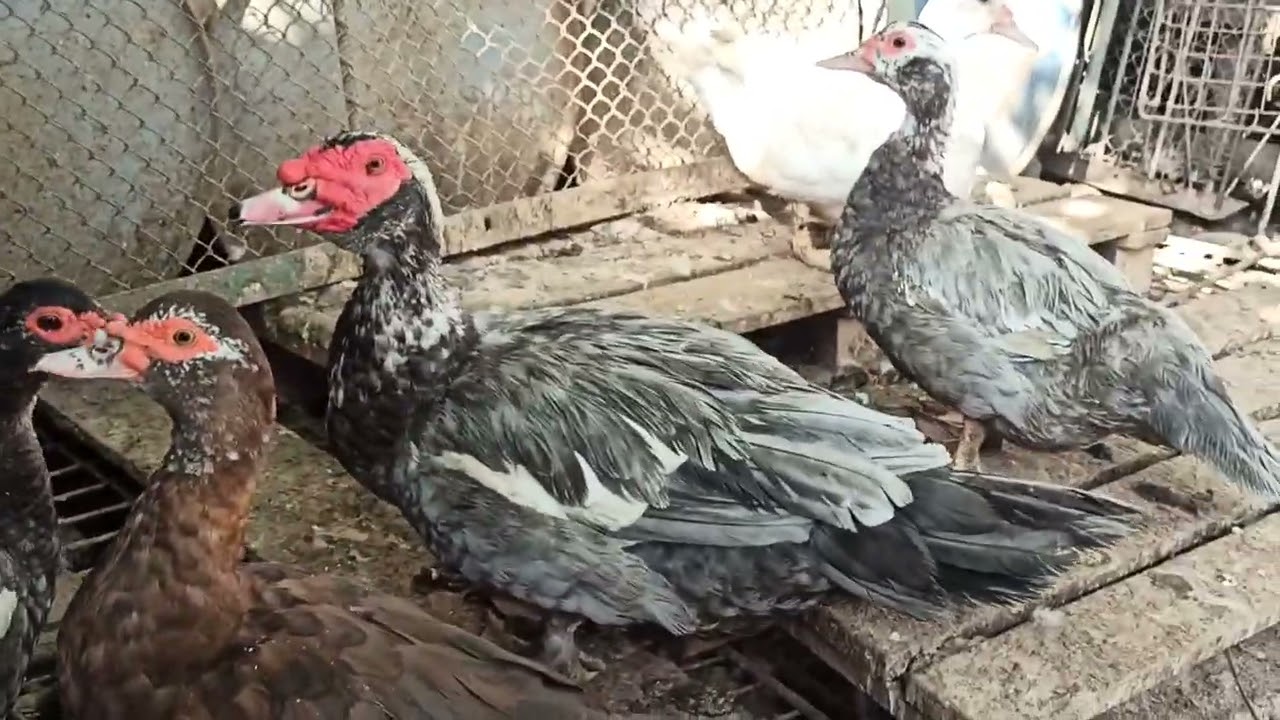МУСКУСНЫЕ УТКИ 🦆🦆. ВЫБОР НА ПЛЕМЯ.