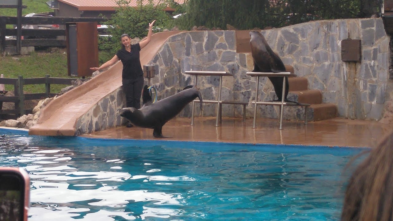 #1 EXHIBICIÓN DE FOCAS | PARQUE NATURAL DE CABARCENO
