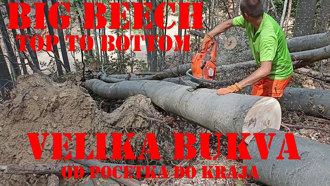 Husqvarna 565 i Velika Bukva - Od Početka do Kraja / Husqvarna 565 and a Big Beech - Top to Bottom