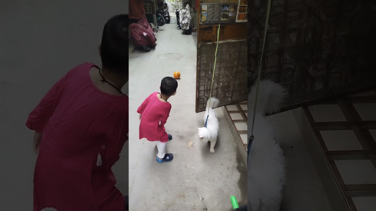 #ayzal#catvideo#trending#viral#punna#funny