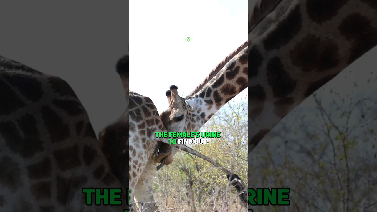Why Do Male Giraffes Have a Taste for Female Urine?