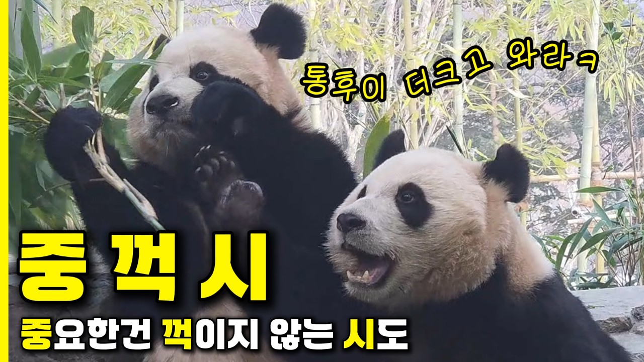 [rui hui]언니 옆이 제일 맛집.찰떡처럼 붙어있는 둥둥이 루후~250214