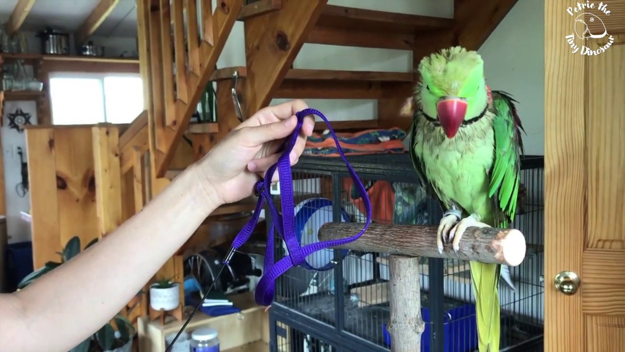 Introducing Your Parrot to Harness Training
