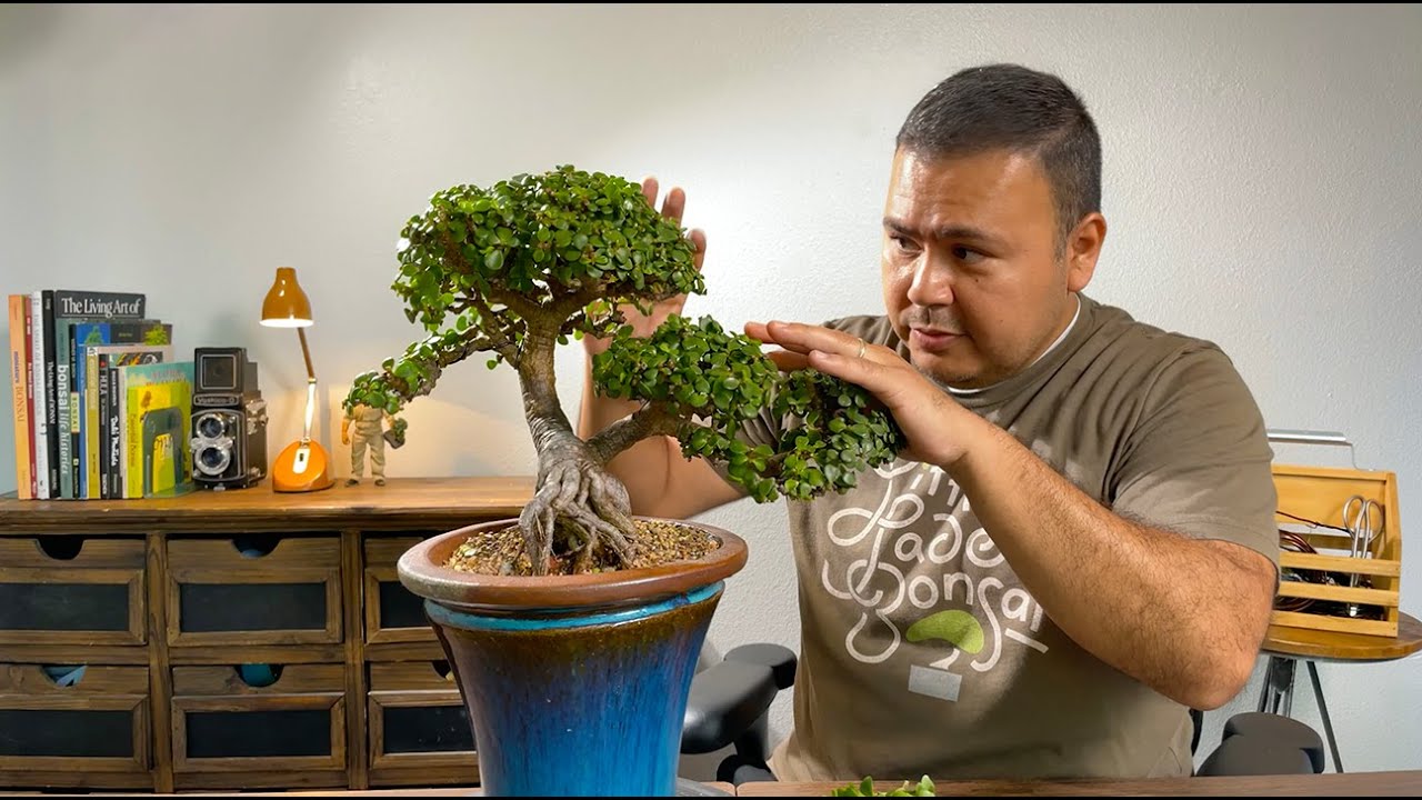 Maintenance trimming a portulacaria afra bonsai. 6 years in training - Little Jade Bonsai