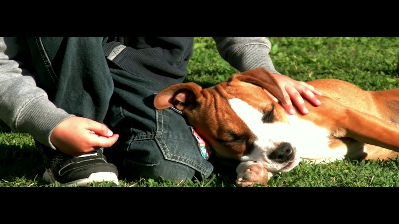 INFORMATIONS EDUCATION CANINE / CANE CORSO