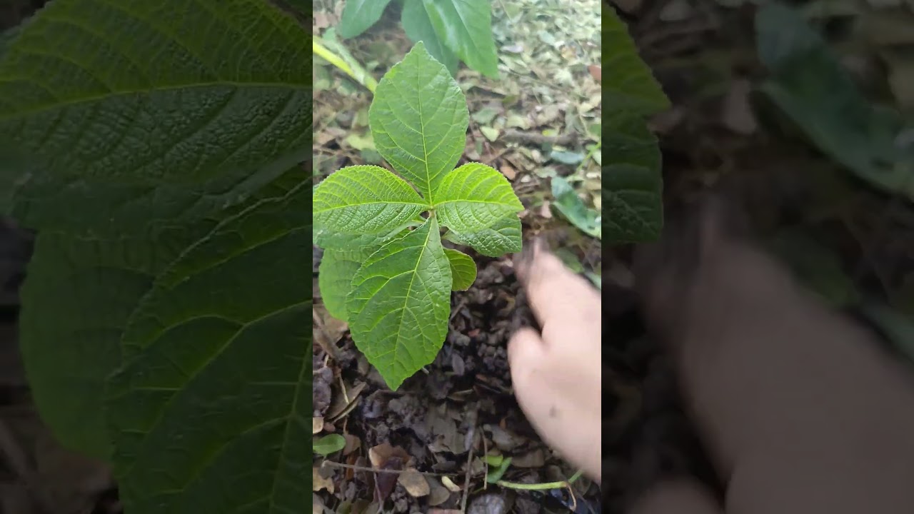 Green the Earth by Planting Teak (Tectona grandis Linn) 