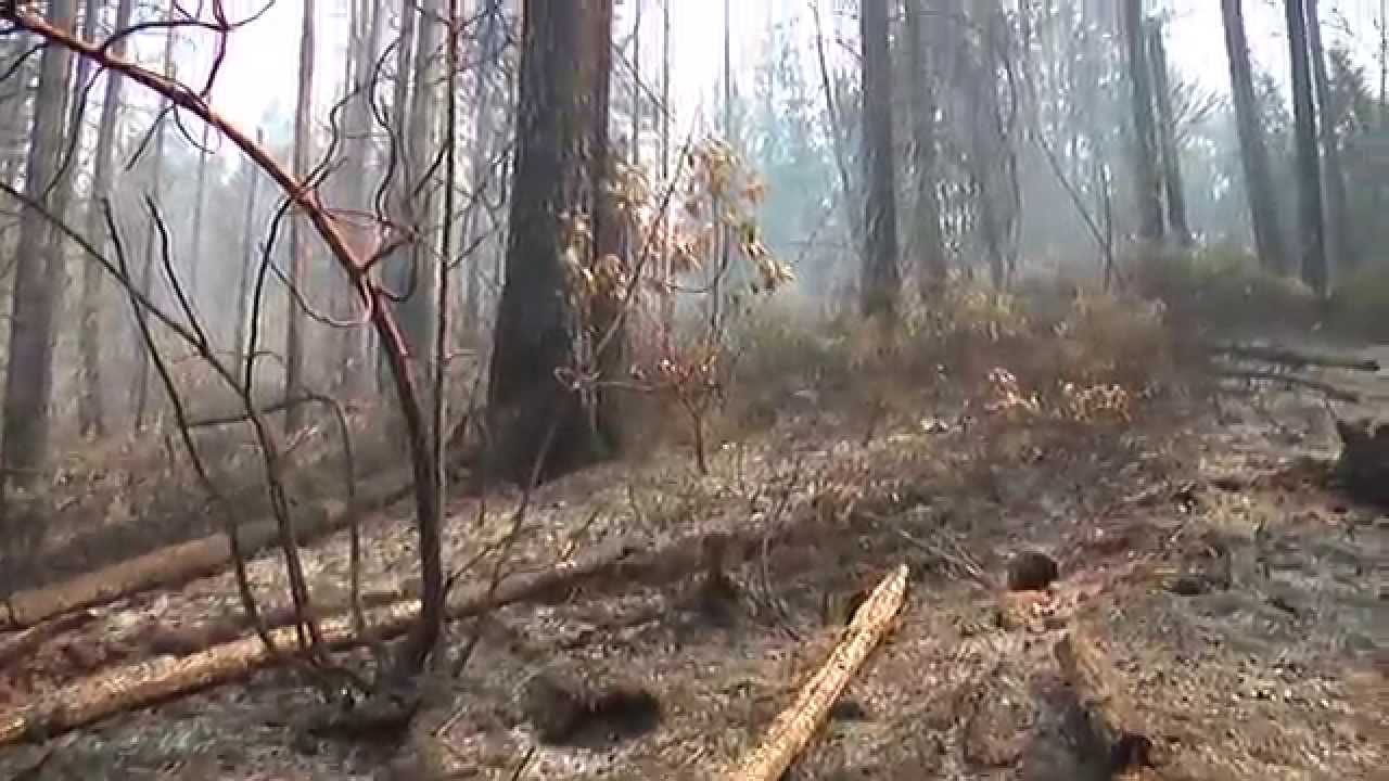 State of Fire: Fire in Oregon's Forests 2014