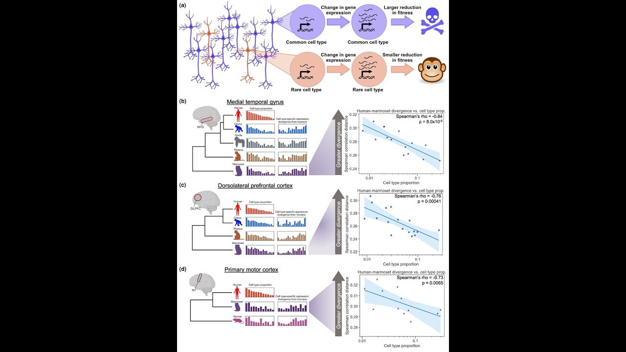 Shaping Minds: How a Human-Accelerated Neuron Type May Explain Autism’s Prevalence