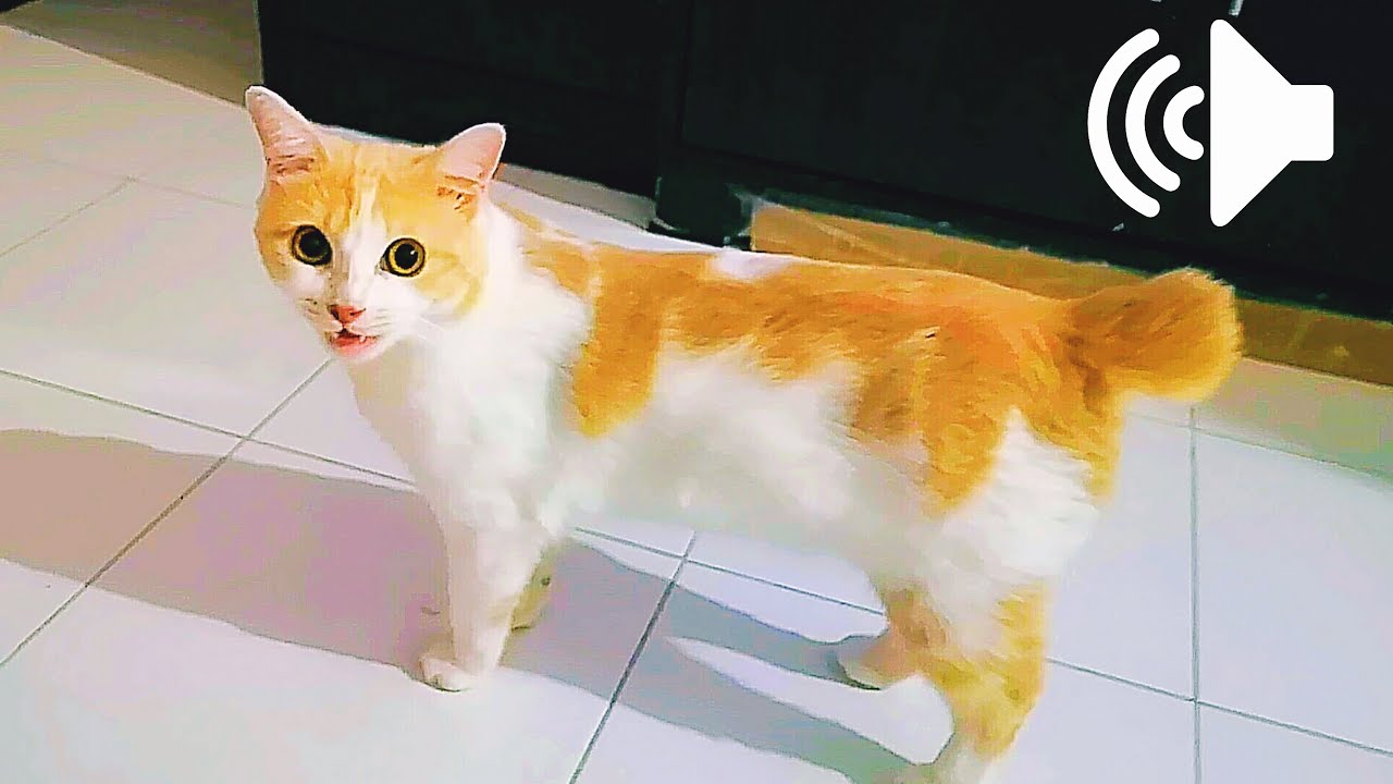 SUARA KUCING BETINA BIRAHI PANGGIL KUCING JANTAN - Female Cat In Heat Calling Male Cat