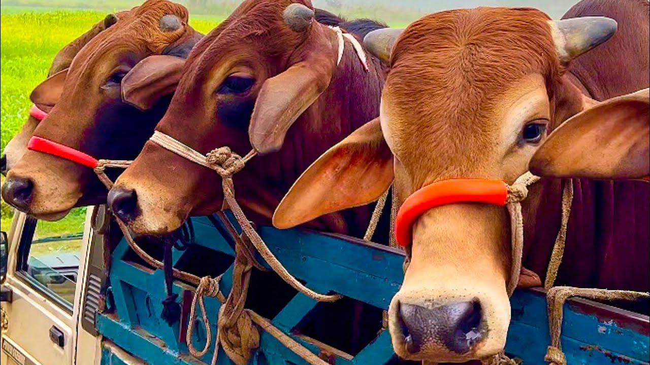 Cow unloading, cow videos, cow video, animal, big cow, goru hamba cow, Ep- 23