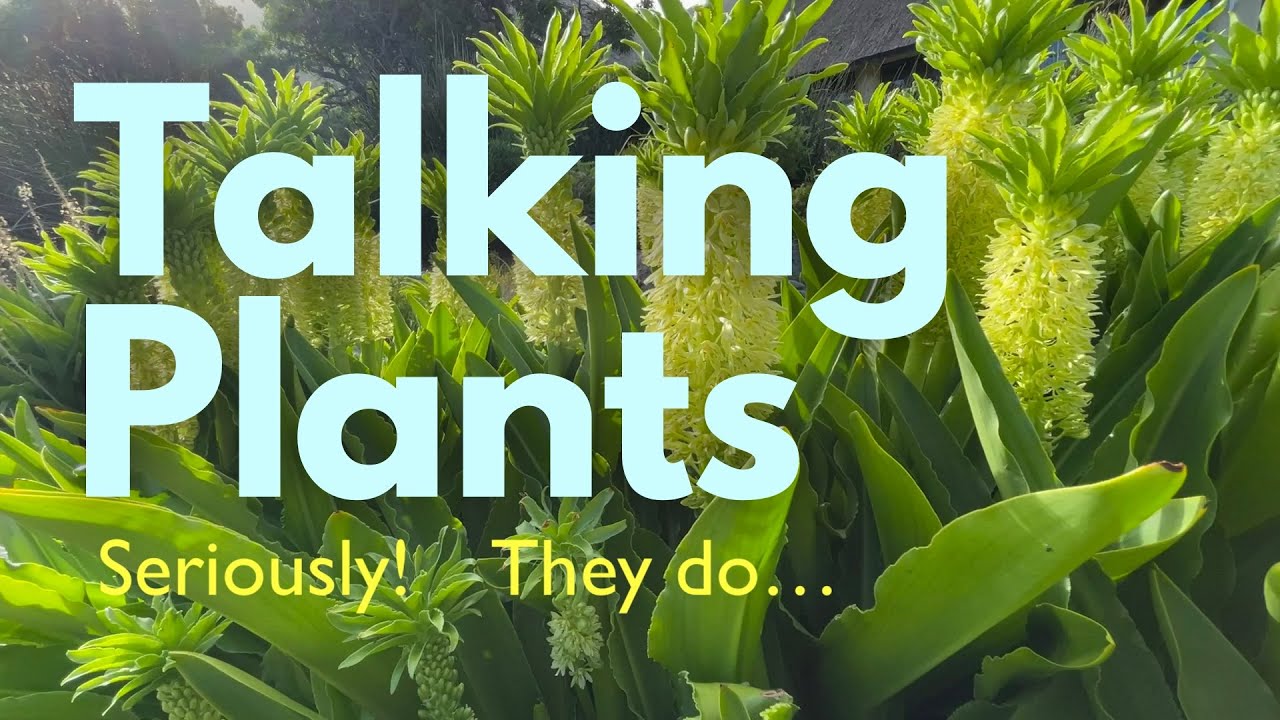 Talking Plants - Plants can learn, have memories, talk and be kind to their enemies