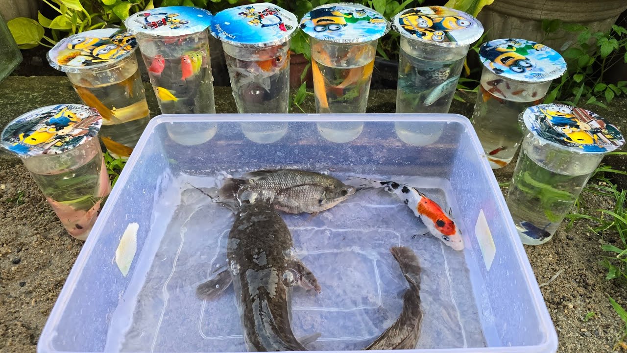 Unboxing Telur Ikan Cupang, Ikan Koki, Ikan Lele, Ikan Hias, Ikan Koi, Gurami, Guppy, Kura Kura 11