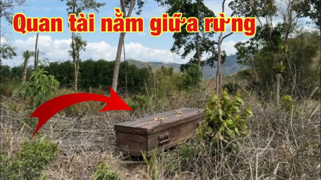 Phát hiện cỗ quan tài nằm giữa rừng sự thật ai cũng nổi óc cục