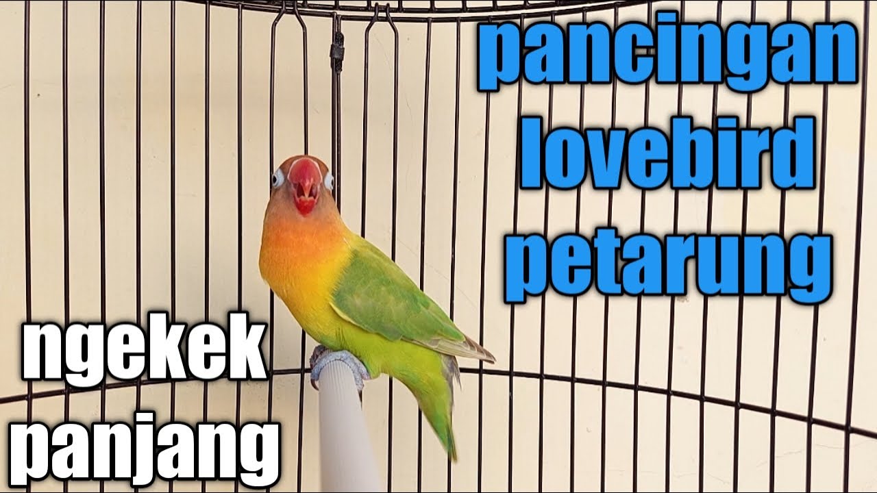 NGEKEK PANJANG LOVEBIRD MANA YANG TIDAK EMOSI JIKA MENDENGARKAN PANCINGAN LOVEBIRD FIGHTER SATU INI