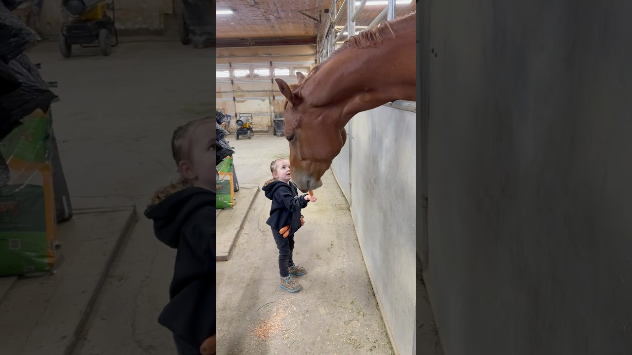 Time to buy more carrots 🥕 #fyp #viral #horse #equestrian #horselover #toddler