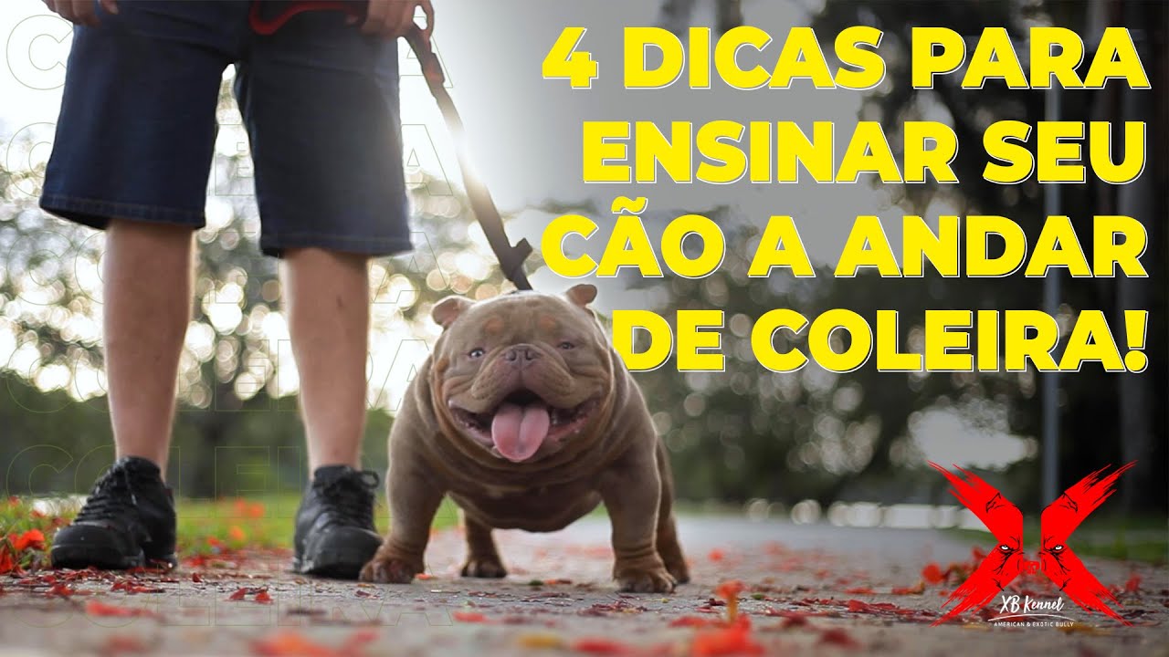COMO ENSINAR O CACHORRO A ANDAR DE COLEIRA - 4 DICAS | XB Kennel