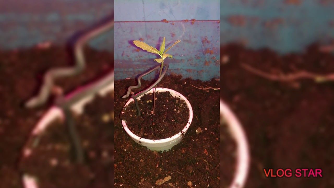 Trinidad Cannabis/Marijuana/Ganja Outdoor Home Grow #6 -Update