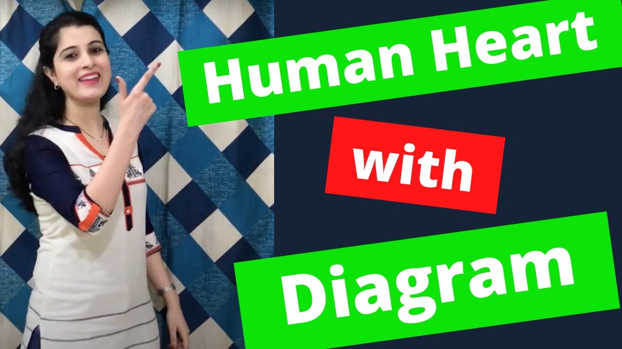 Circulatory System Class 10 ICSE Biology | Human Heart Working with Diagram