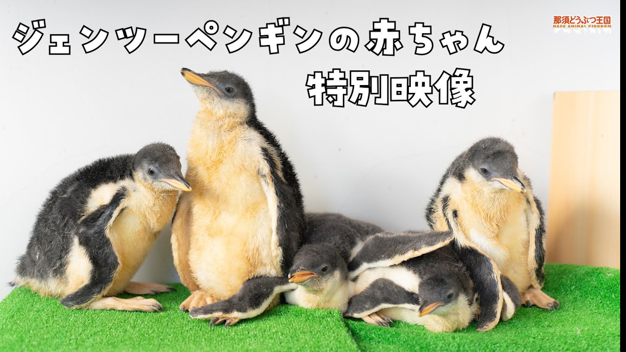 【ペンギン】ジェンツーペンギンの赤ちゃん 特別映像 / Baby Gentoo Penguins