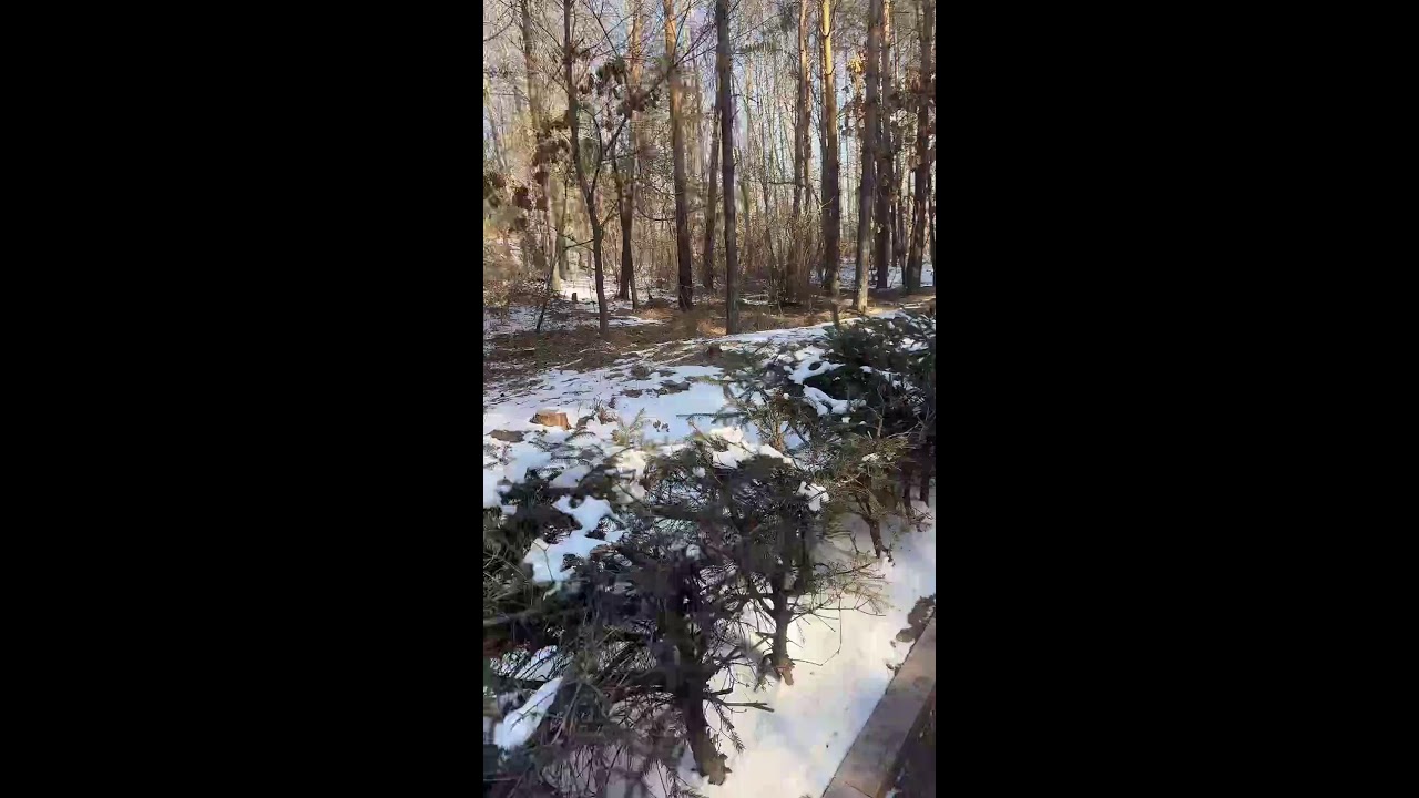 Winter Forest Live｜Feeding Wild Squirrels with Live Narration 🐿️🌲