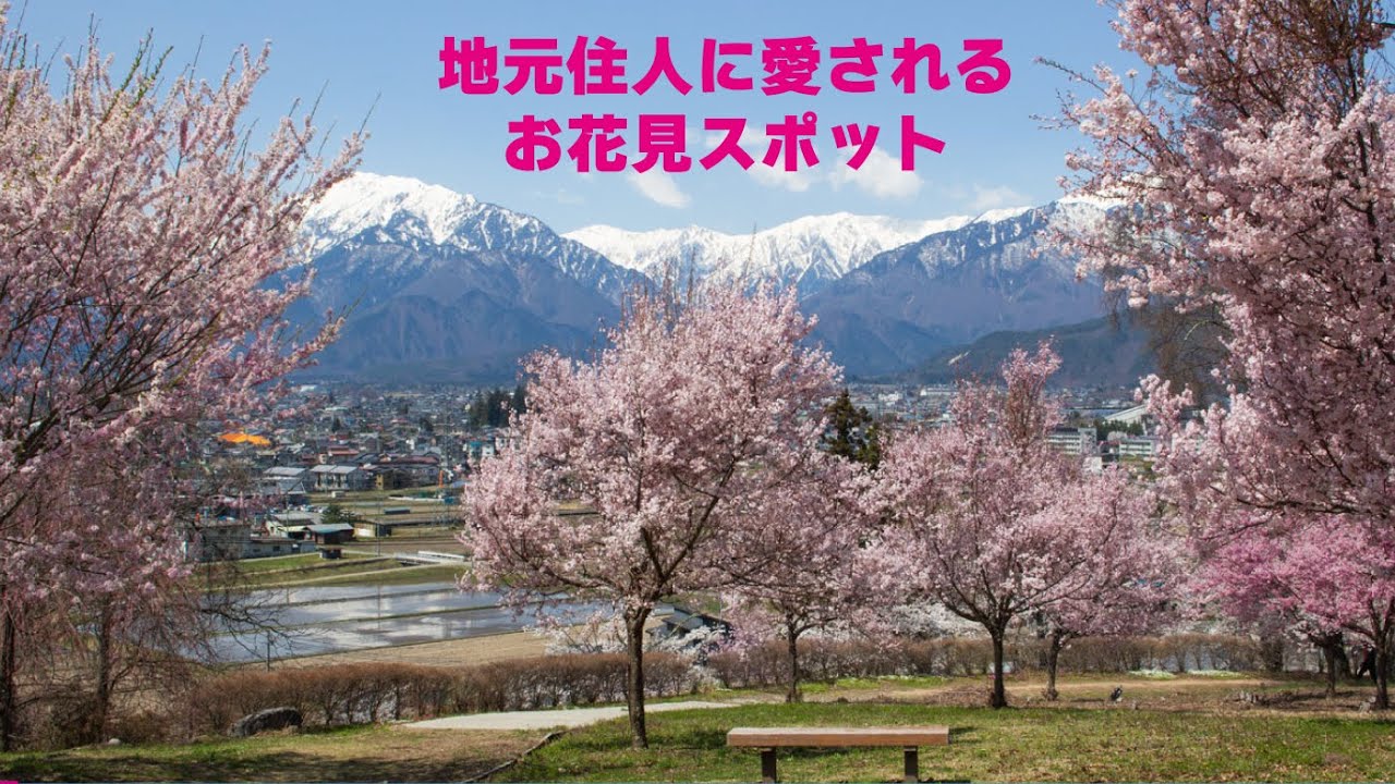 【お花見】信州・穴場な桜スポット　長野県大町市の「市民の森」#長野県 #桜 #絶景