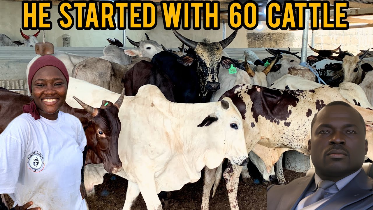 He lives In The U.K But Owns One Of The BIGGEST LIVESTOCK Farms In Ghana within 3 months#cow