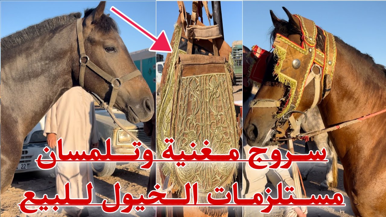 بيع السروج  و مستلزمات الخيول هنا تلمسان  و مغنية خيمة الخيول الجزائرية 🇩🇿🇩🇿