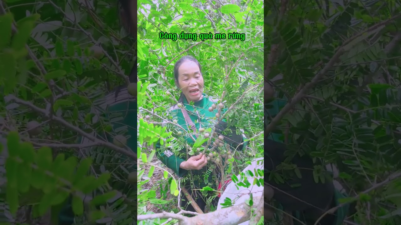 C&ocirc;ng dụng c&acirc;y me rừng #nhathuoc #sứckhỏe #thảodược #nhathuocbinhminh