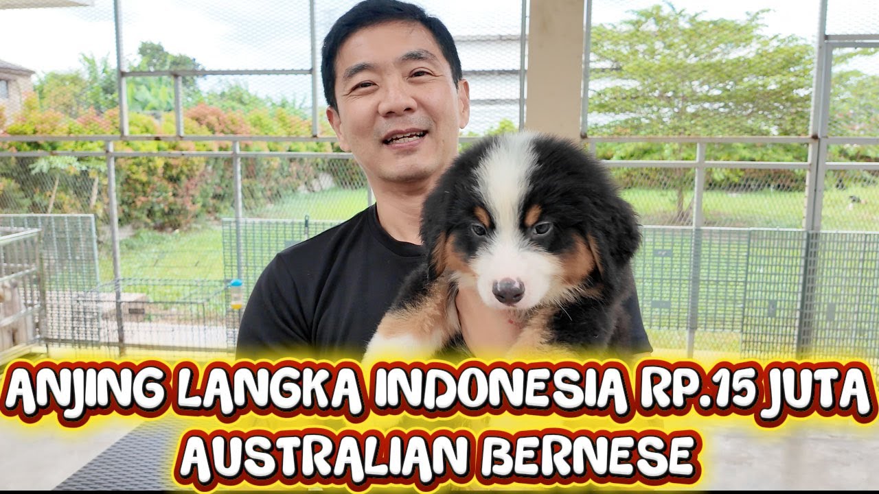 Jual Anjing Australian Shepherd Mixed Mountain Bernese Harga Rp.15 juta