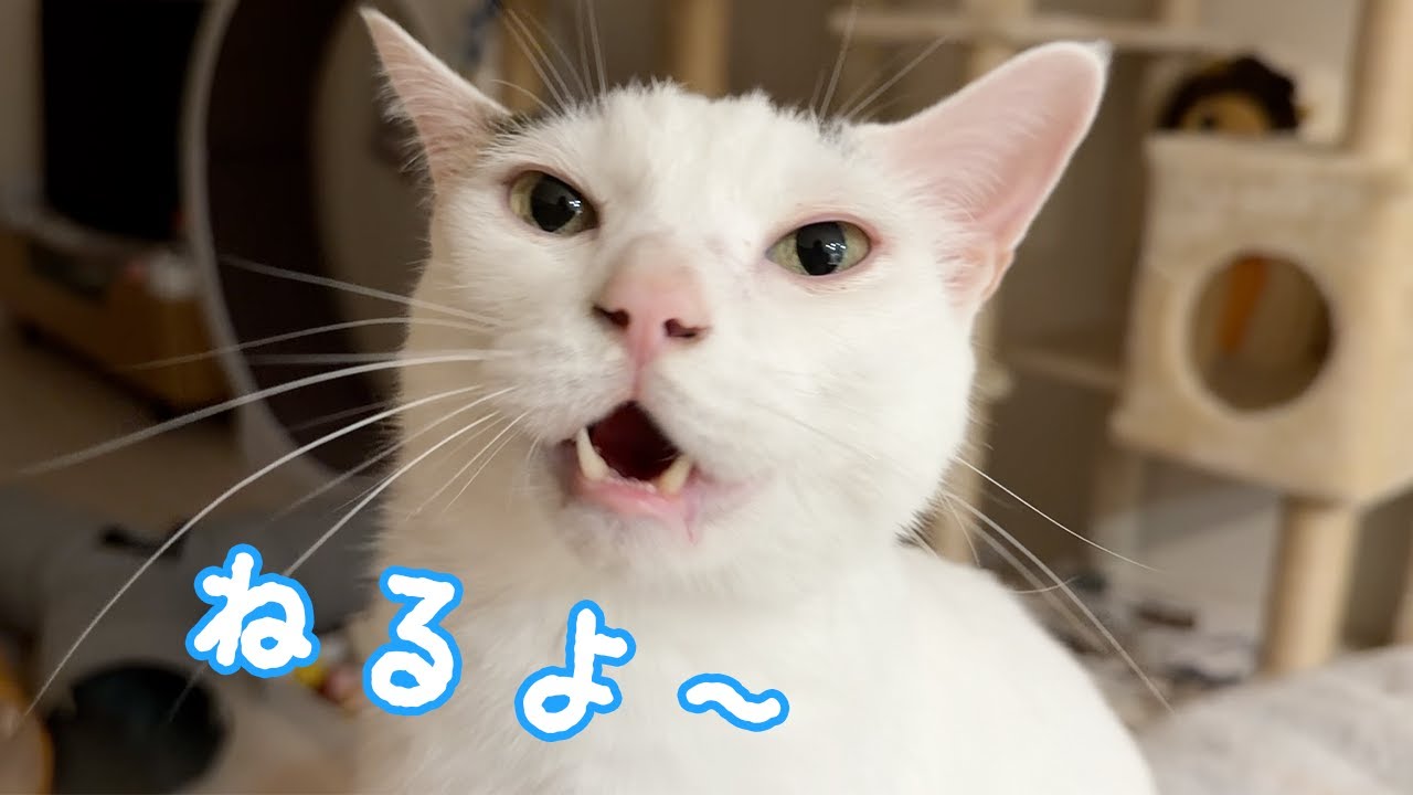 ママが寝るまで待っててくれる夜の猫たち