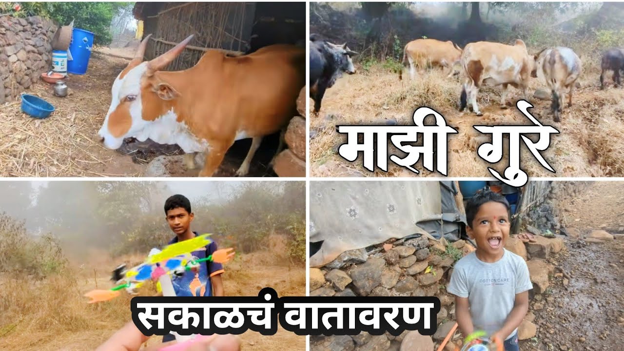 गावच्या सकाळच्या सुंदर वातावरणात गुरे घेऊन गेलो डोंगरावर | कोकणी संक्या | #beautiful #environment 