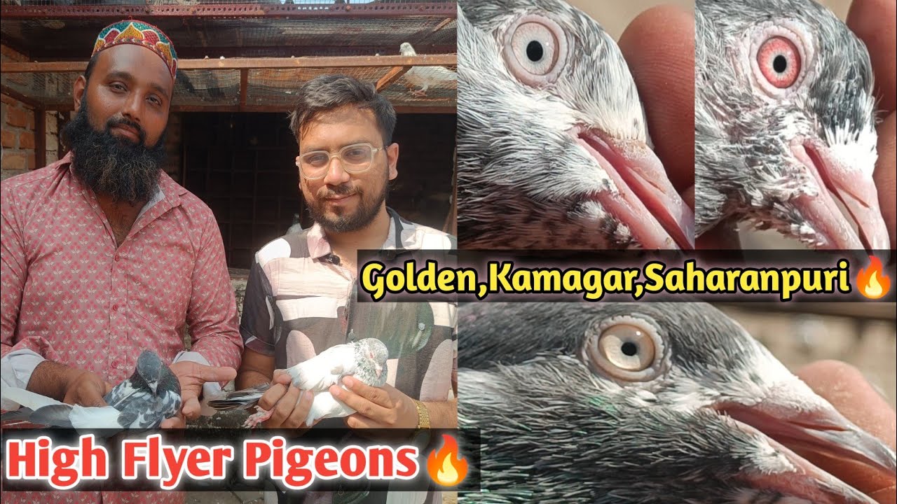 Golden,Saharanpuri & Kamagar Kabootar | Kabootar Nasal Pehchan | High Flyer Pigeon Breeds