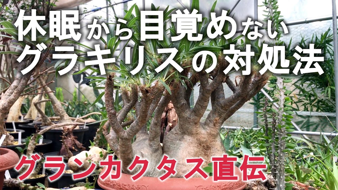 グランカクタス直伝！休眠から目覚めないグラキリスの対処法 2021.6.5