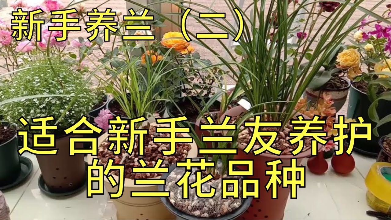 推荐几款适合新手兰友养护的兰花品种（新手养兰二）