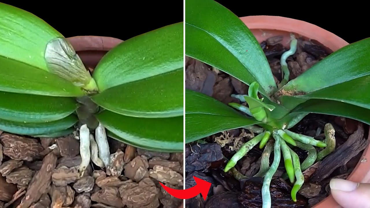 Penyakit Yang Sering Menyerang Di Musim Hujan Teratasi Dengan Cara Ini