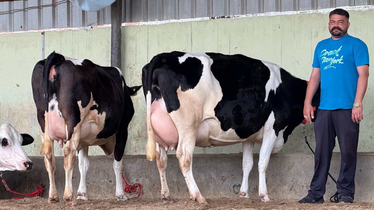 30 HF Cows available for sale at Samra Dairy Farm || Pardeep Bai