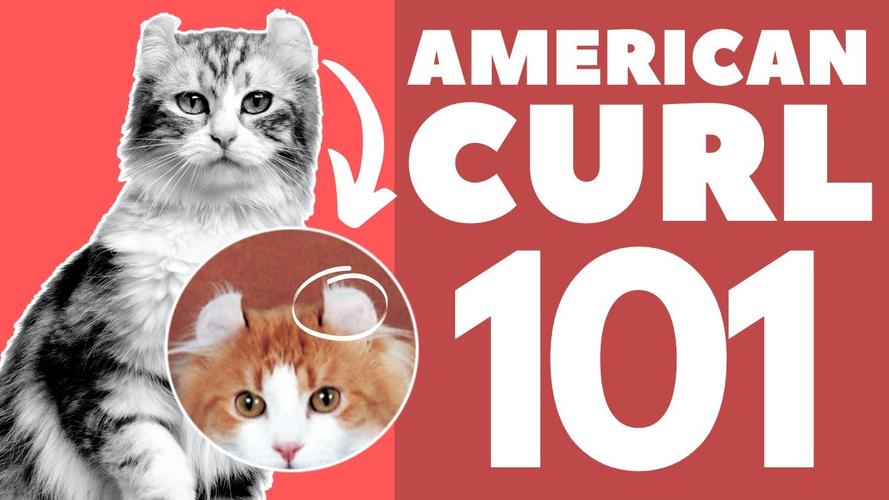 American Curl Cat 101 : Breed & Personality
