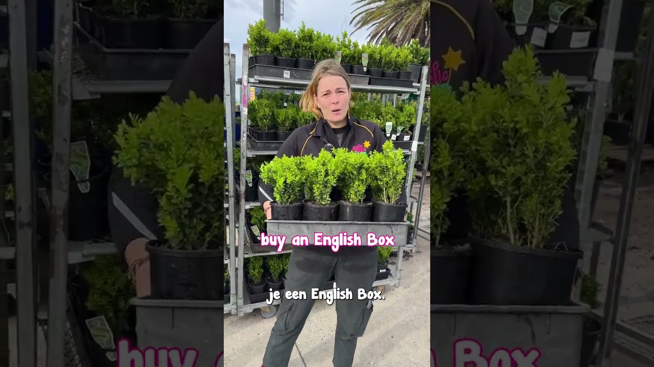Dutch Box Vs EnglishBox: Which one is the best?