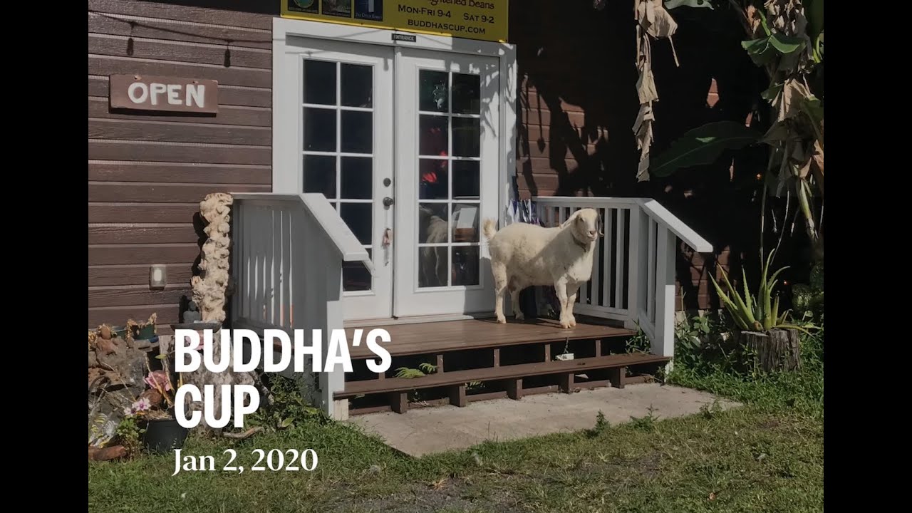 Buddha's Cup Coffee Tourist video