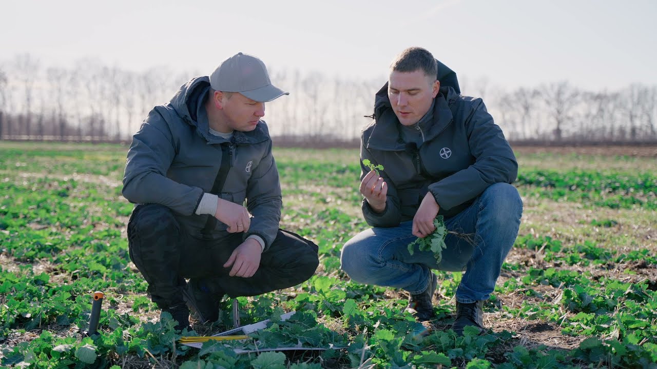 Досвід. АгроАрена Центр. Озимий ріпак