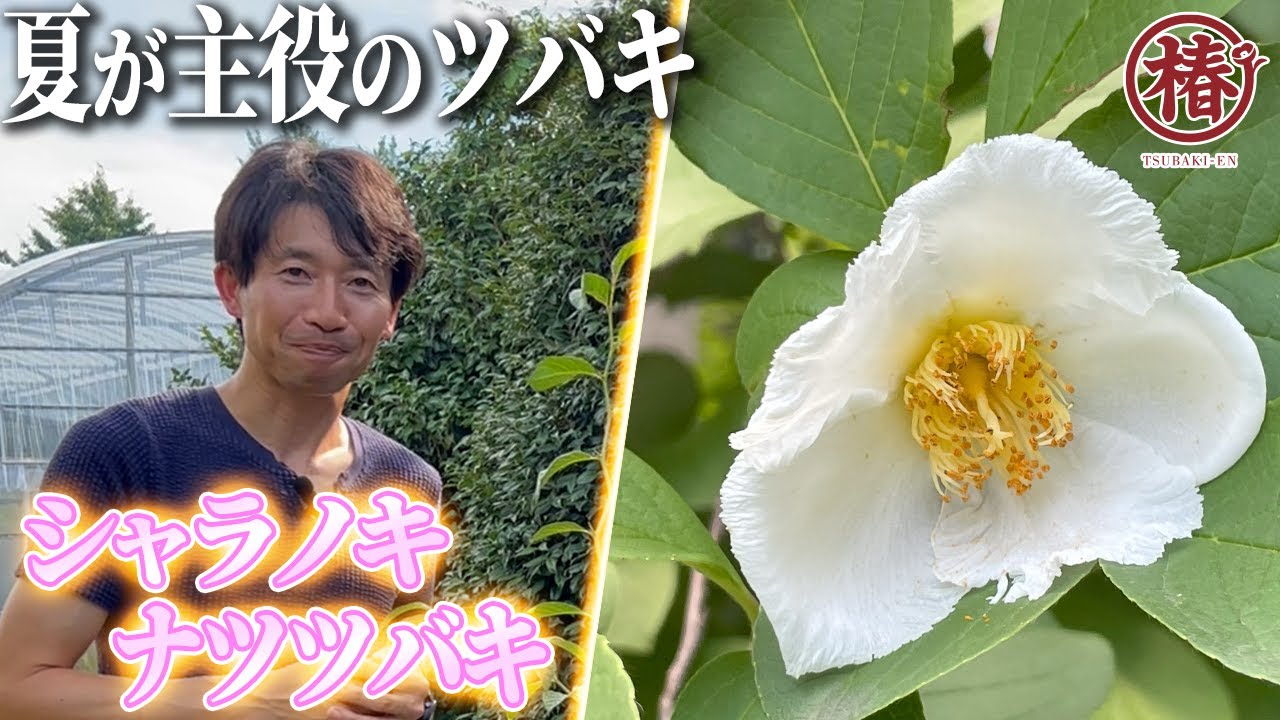 シャラノキ・ナツツバキ　夏に咲く花、育て方と育つ場所、四季を通じて楽しめ平家物語にも登場する魅力たっぷりの植物を解説します！