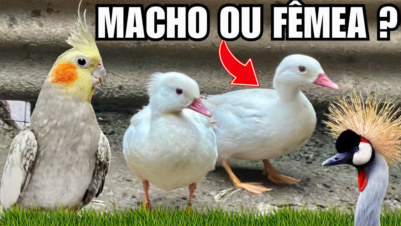 Chegou o Resultado da Sexagem ERREI e ACERTEI, O QUE FAREMOS ? | AVES RECRIAR